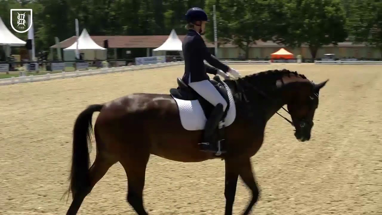 CIR SHF DRESSAGE 2019 : Vierzon - 5 ans - MUSCHAMP POURQUOI PAS