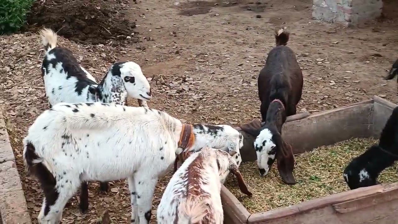 VILLAGE ANIMAL Vlog 36😍 Hilarious Farm Friends & Adorable Pets!
