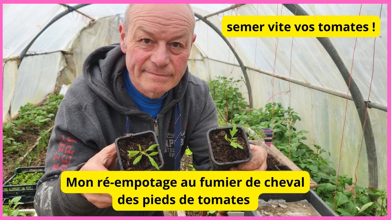 Comment bichonner vos petits pieds de tomates ?