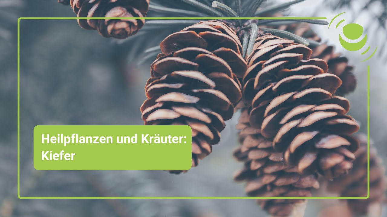 Kiefer – Alles, was du über ihre Wirkung wissen solltest.