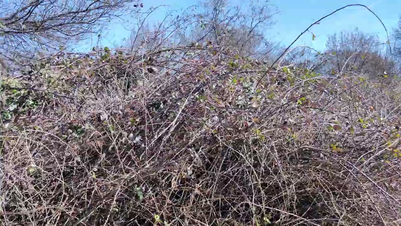 Dehesa de abajo (Guadarrama)