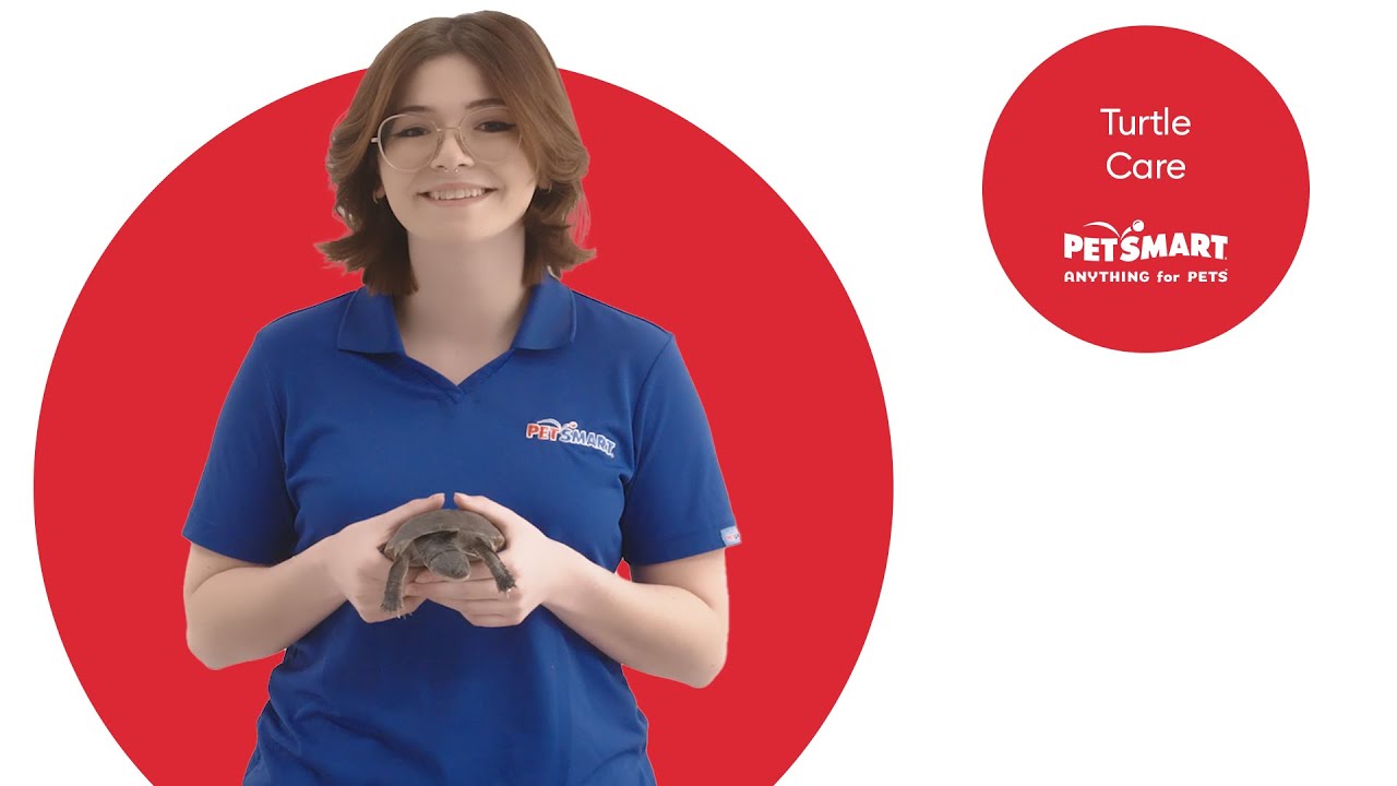 Ultimate Guide to Aquatic Turtle Care: Health and Happiness Tips