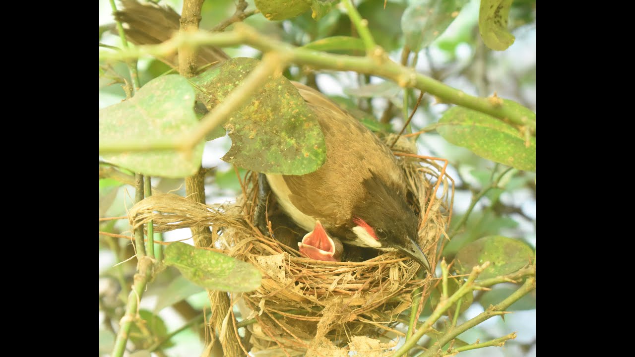 Red Whiskered Bulbul Documentary
