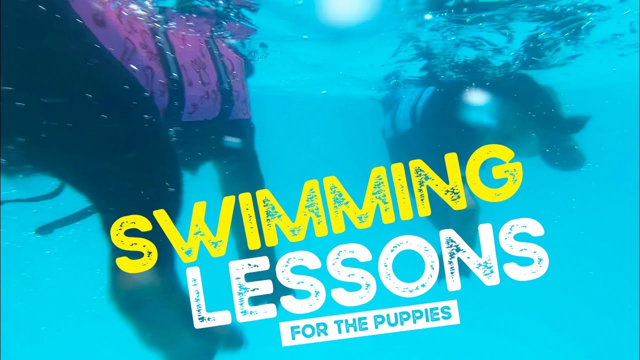 7 week old German Shepherd RESCUE PUPPIES swimming lesson with mum Lucy