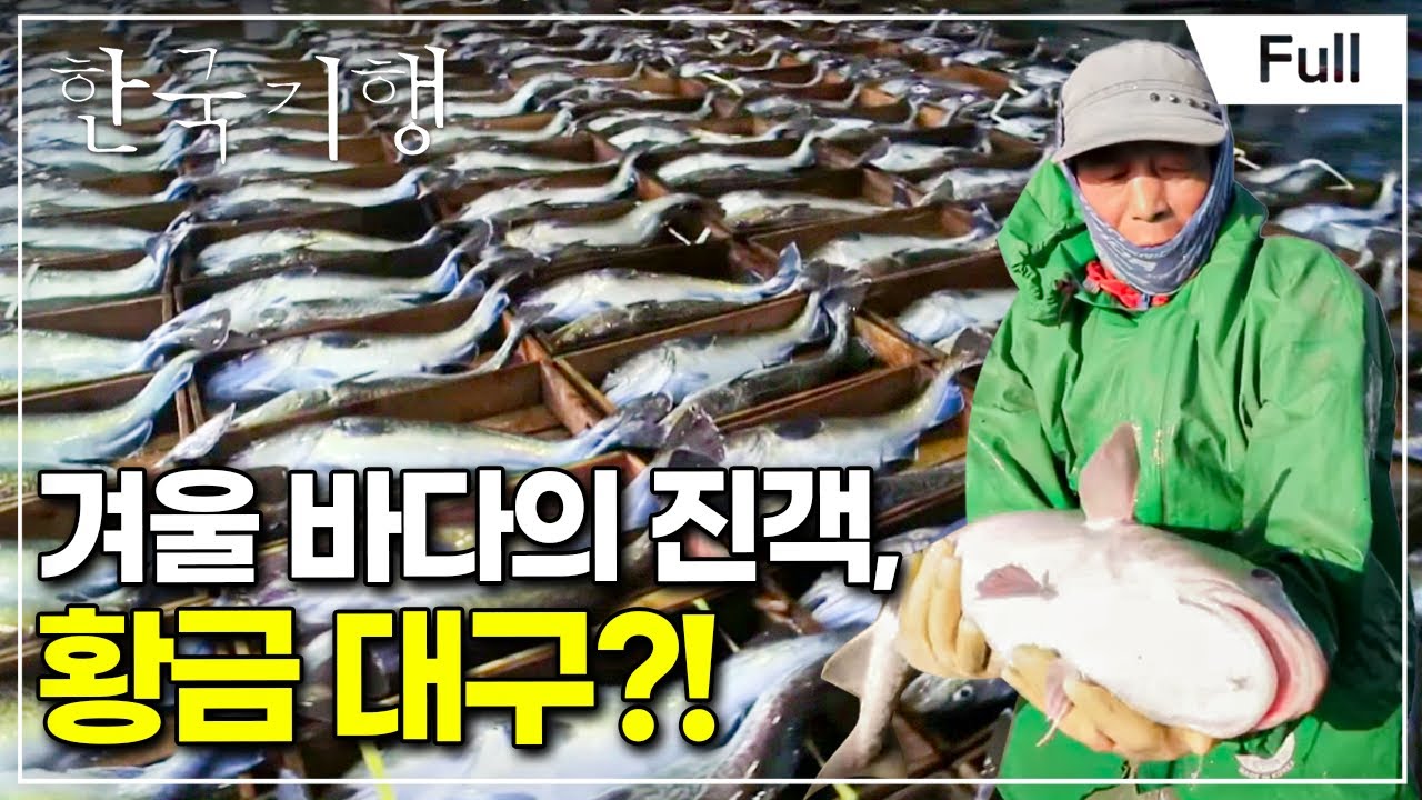 [Full] 한국기행 - 그 겨울 참 오지다 제4부 거제 바다의 겨울 진객