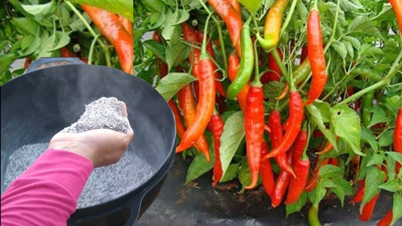 Adubo ORGÂNICO para PIMENTEIRA Carregar