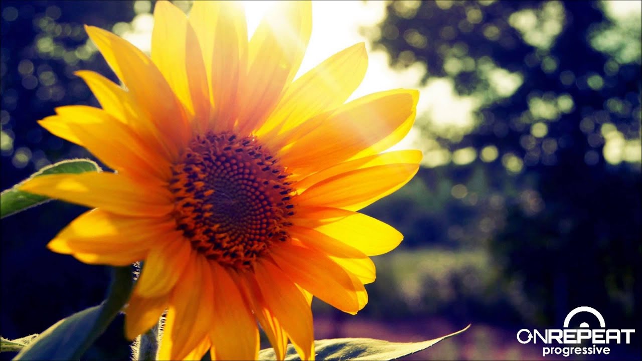 Aleksey Beloozerov | Just For You (Original Mix)
