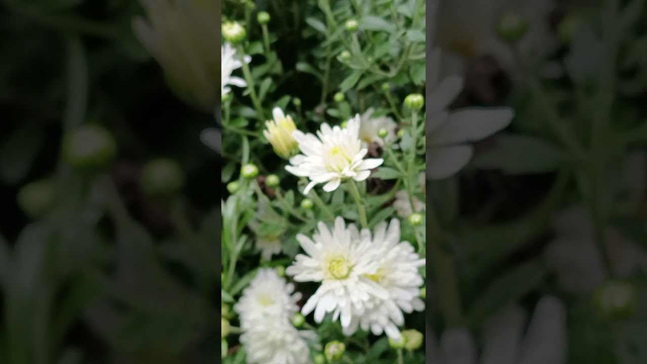 ✨ Naturens blomstrende skjønnhet – En oase av ro og glede ✨