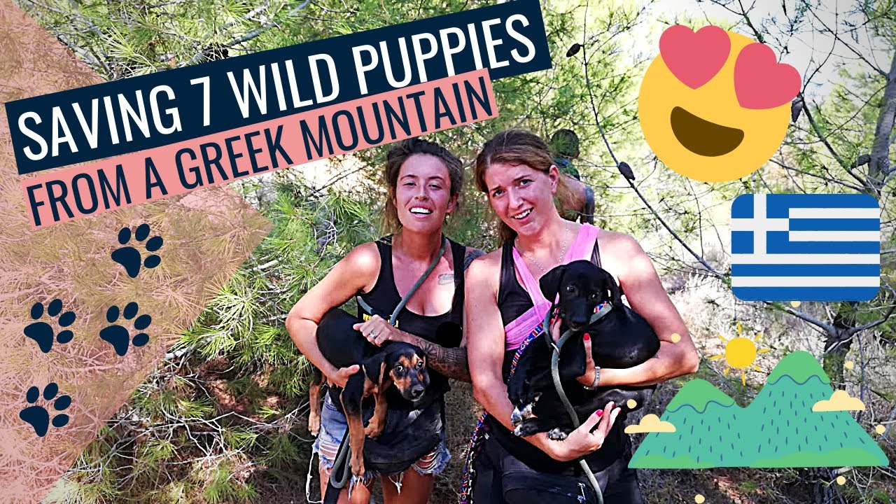 SAVING 7 WILD ORPHAN PUPPIES FROM A DANGEROUS GREEK MOUNTAIN