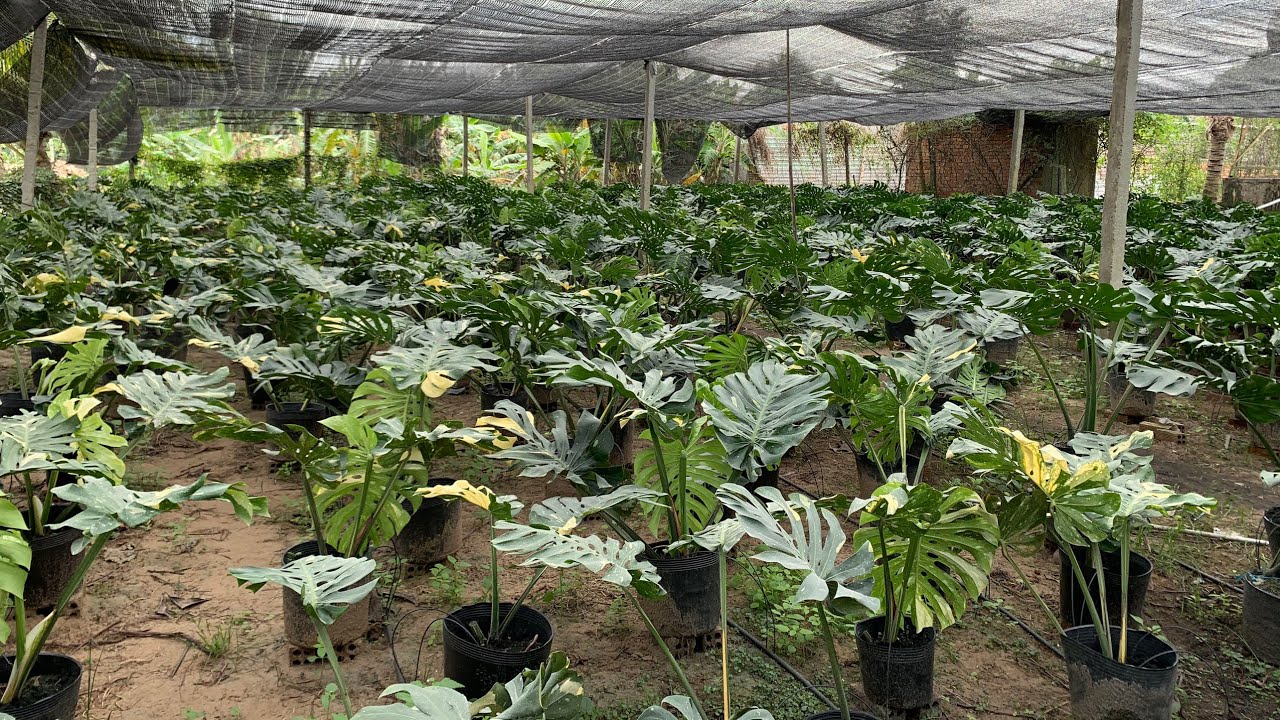 Monstera deliciosa - trầu bà nam mỹ