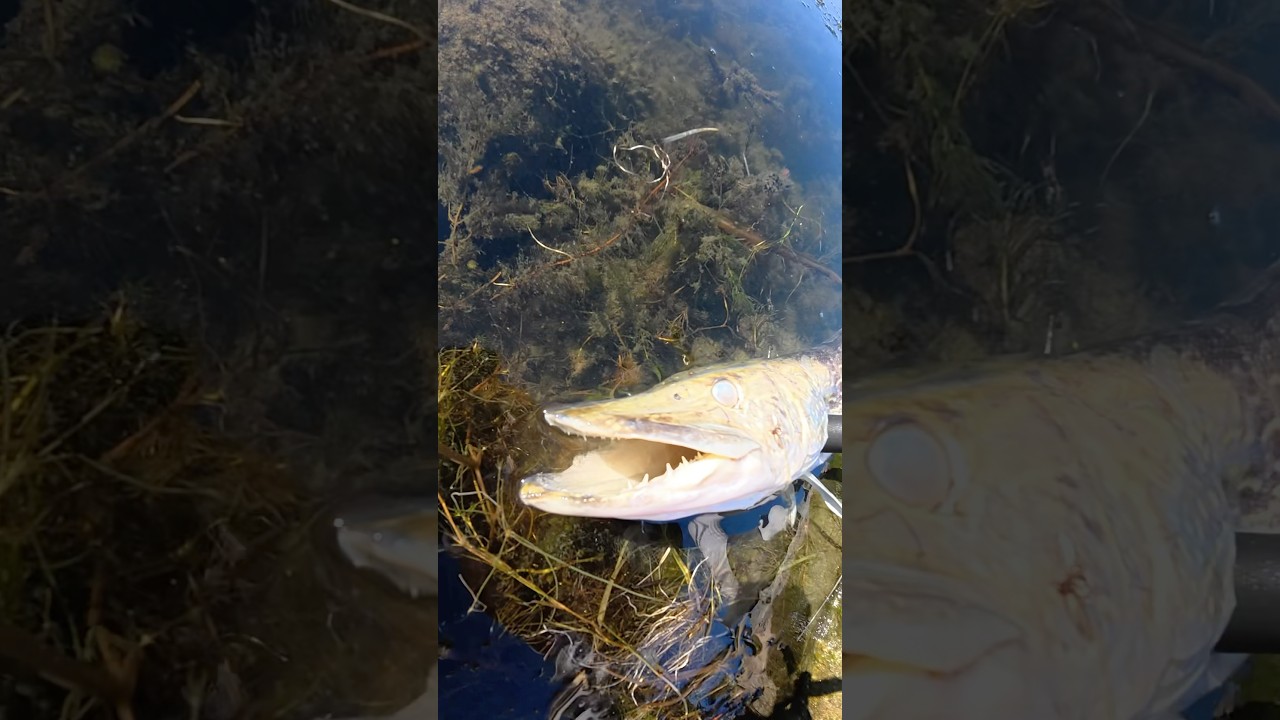 I fished for BIG pike
