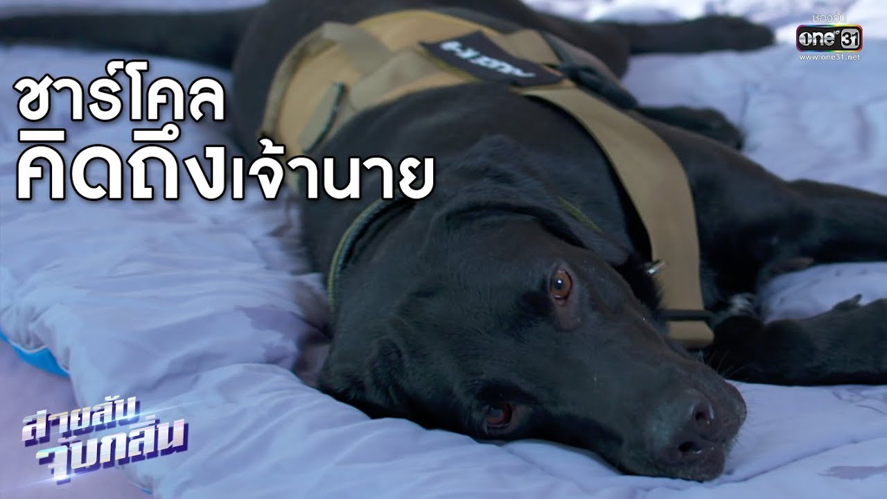 ความผูกพันของคนกับสุนัข  l เรียกน้ำย่อย สายลับจับกลิ่น l 13 ก.ค.62 l one31