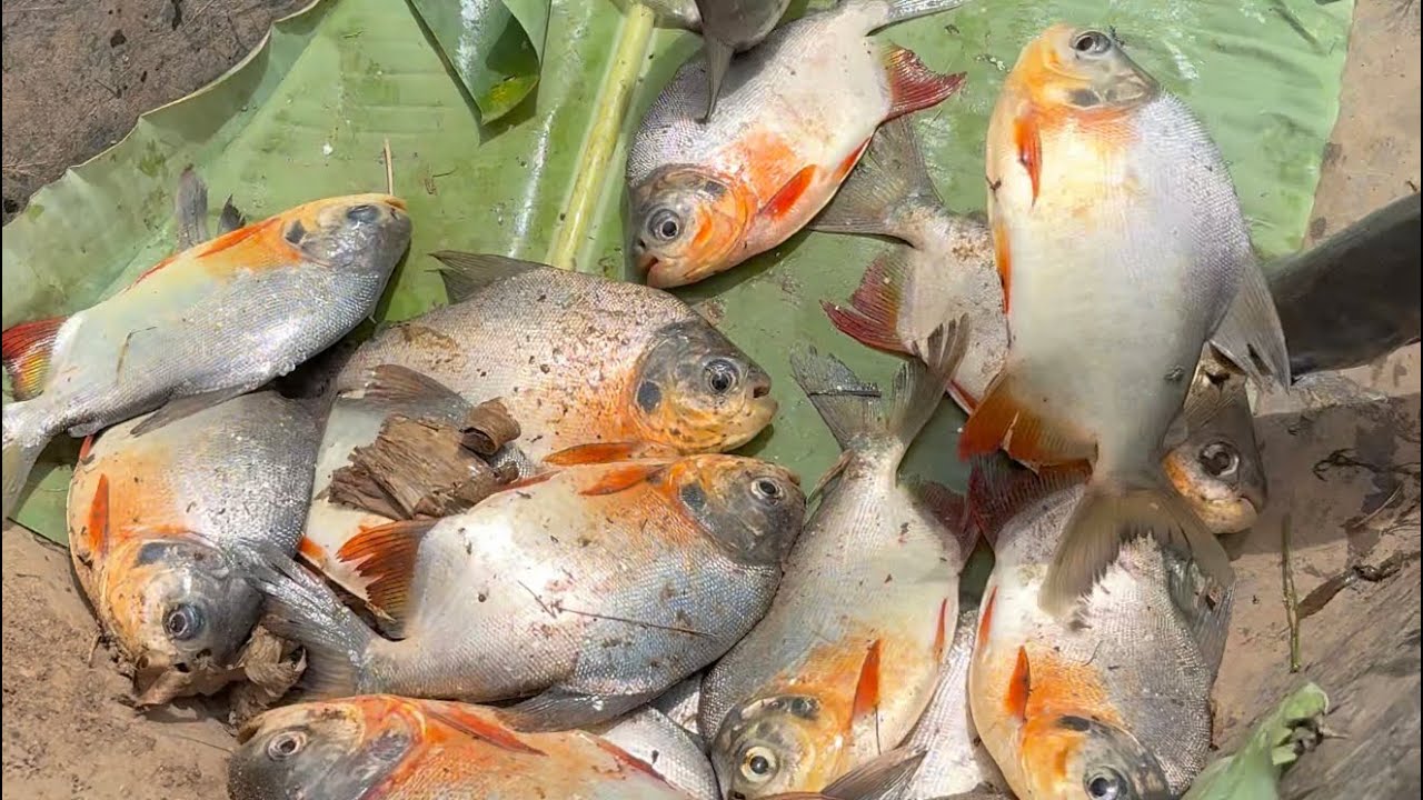 Hoy si nos fue bien en la pesca.😱