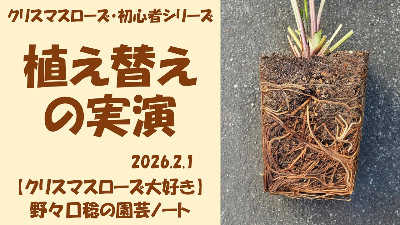 2026.2.1 植え替えの実演