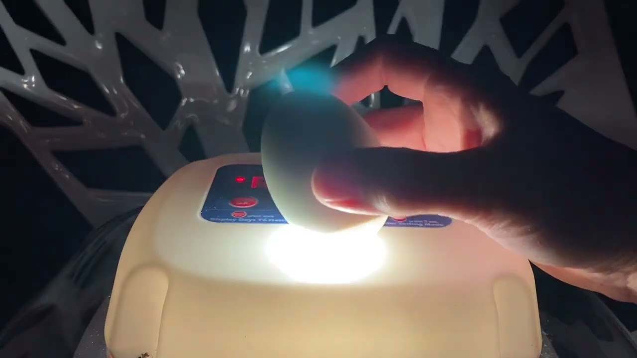 How to Candle and identify dead vs live duck eggs.