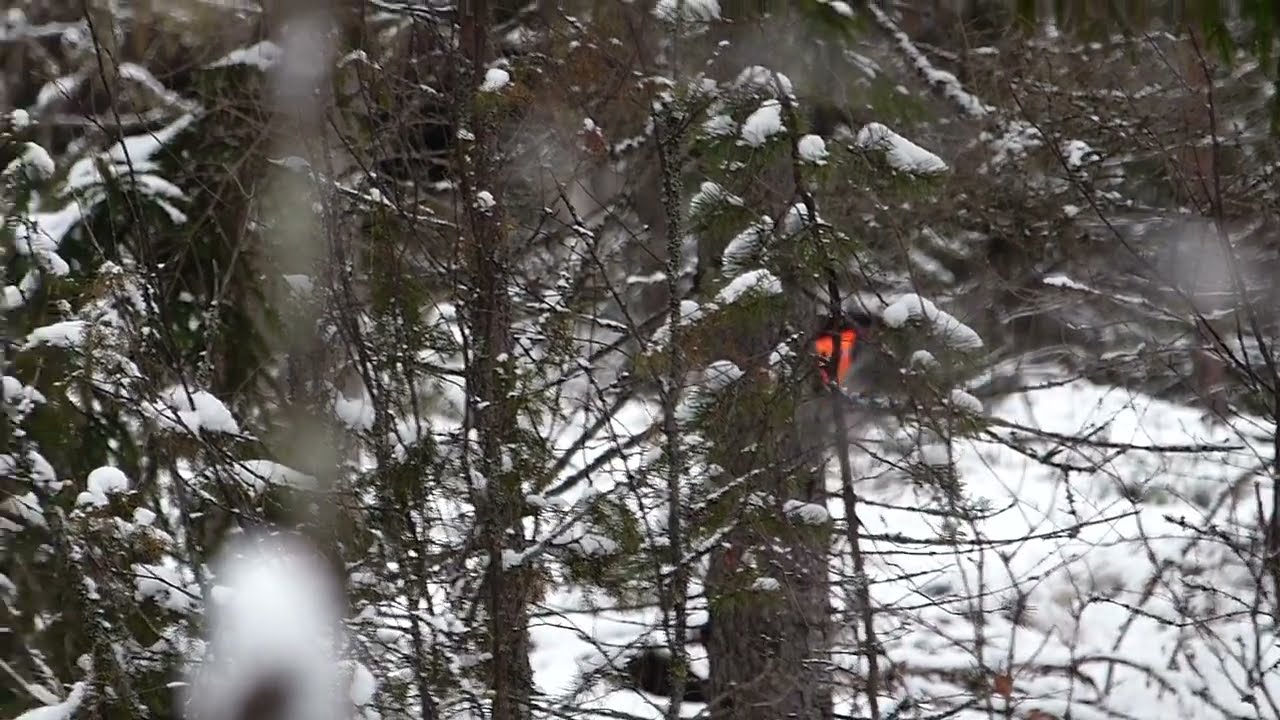 Moose hunting 22 11 2023
