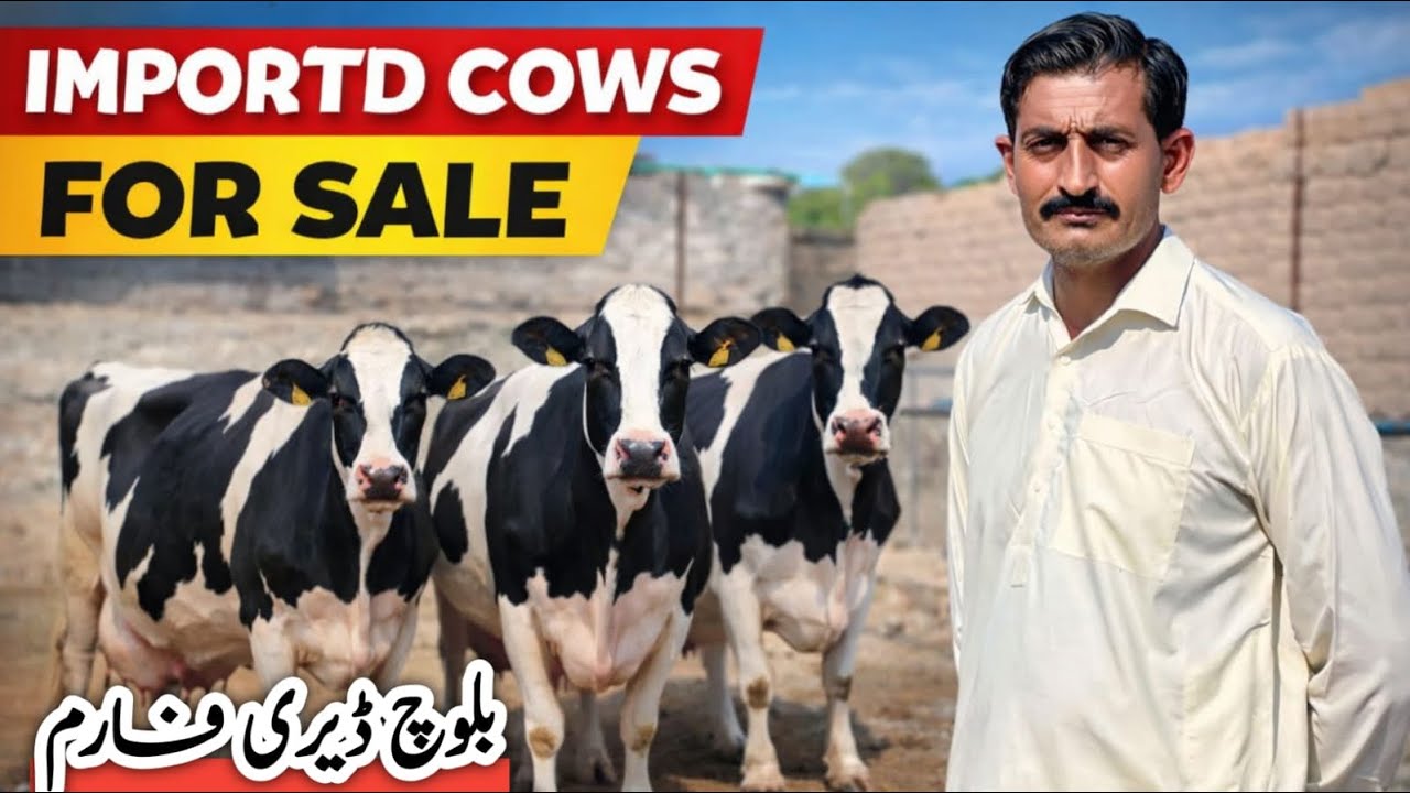 Baloch Dairy Farm | HF Imported Cows for Sale | Best Milking Holstein Friesians