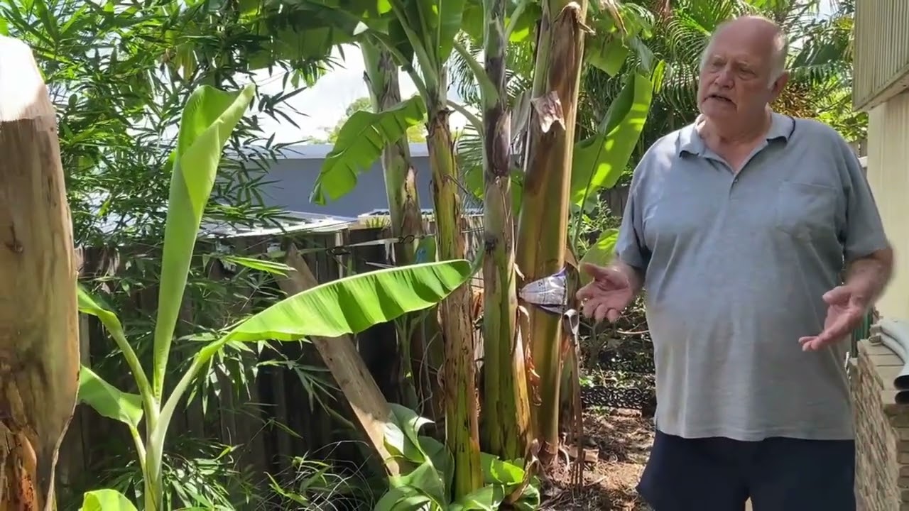Bunchy Top in backyard bananas with Don Knopke