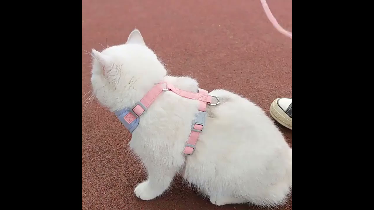 Cat Harness with Leash Adjustable Soft Vest Pet Walking Set for Outdoor Kitty