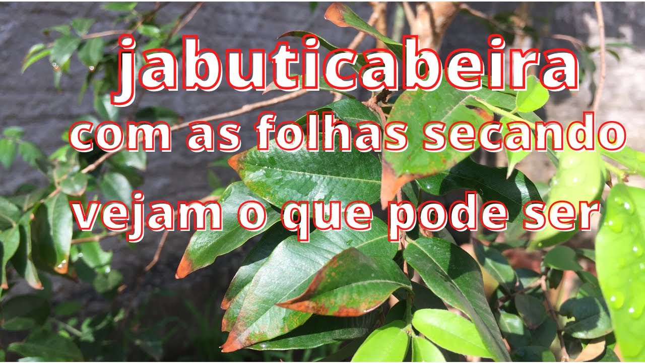 Jabuticabeira secando as pontas das folhas vejam a solução