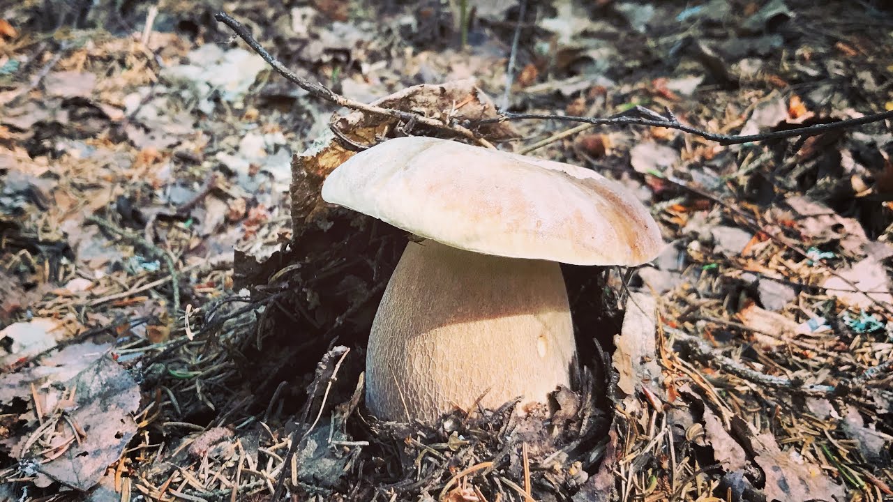 เก็บเห็ดผึ้งป่าเก่า🍄ตอนที่ 1🍄29/7/2019