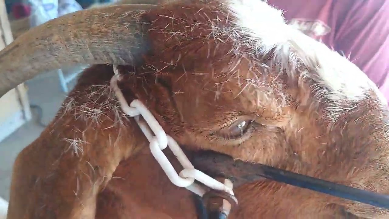 basic guide to clipping aka fitting an Boer doe for an ABGA show