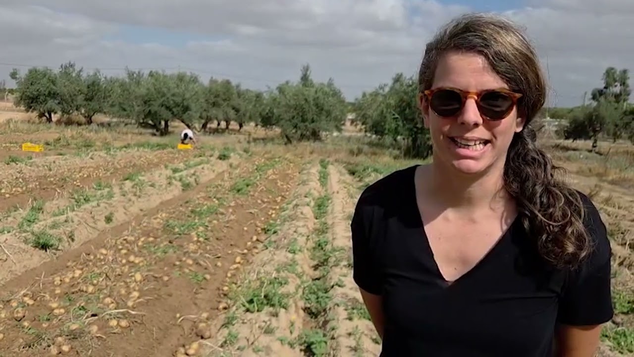 מגדלים אדמה: קציר ואסיף בחלקה אחת. אביב 2025
