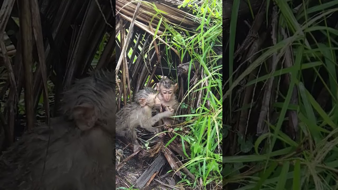 Poor baby monkey under the shelter avoiding from big rain