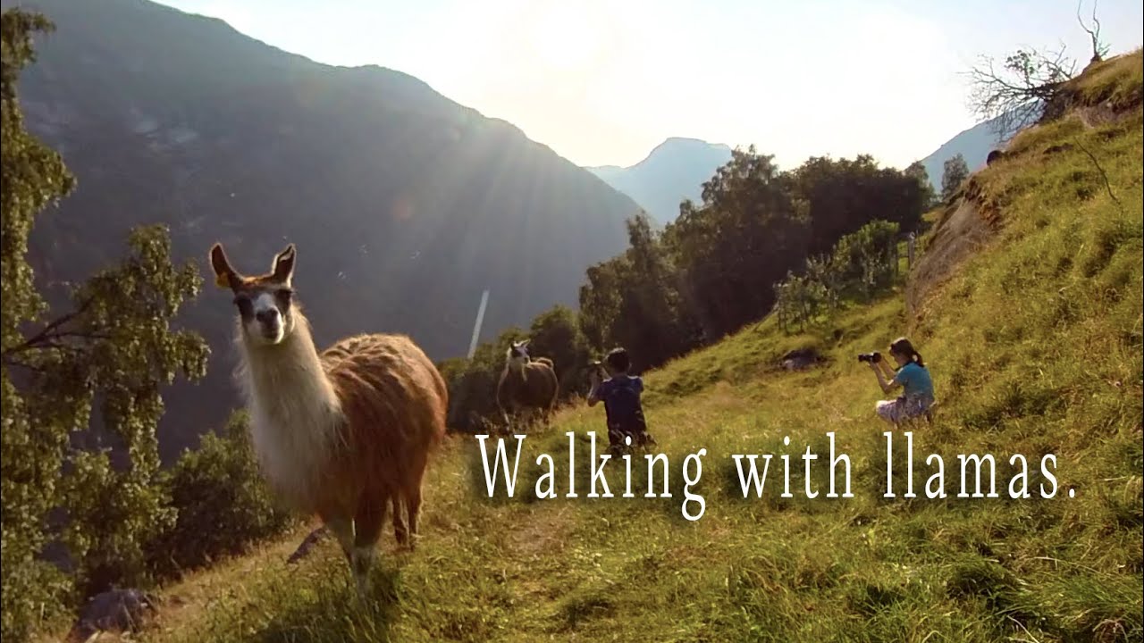 Walk with llamas 🦙 in Geiranger | Unesco world heritage site - 360° experience