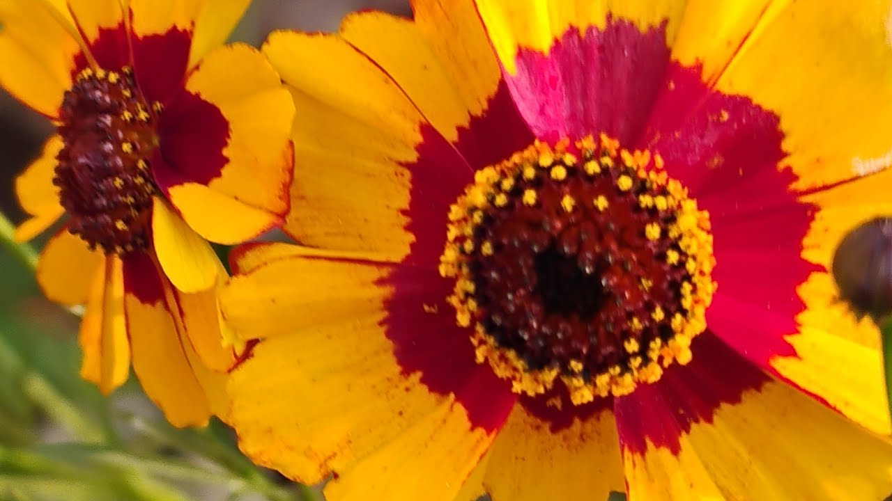 Mai Aur Mere Plants  is live #livestream #garden