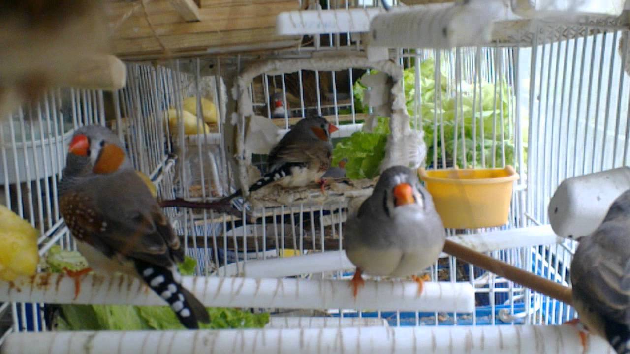 Mandarins-zebras e diamantes, bastante curiosos e atrevidos.