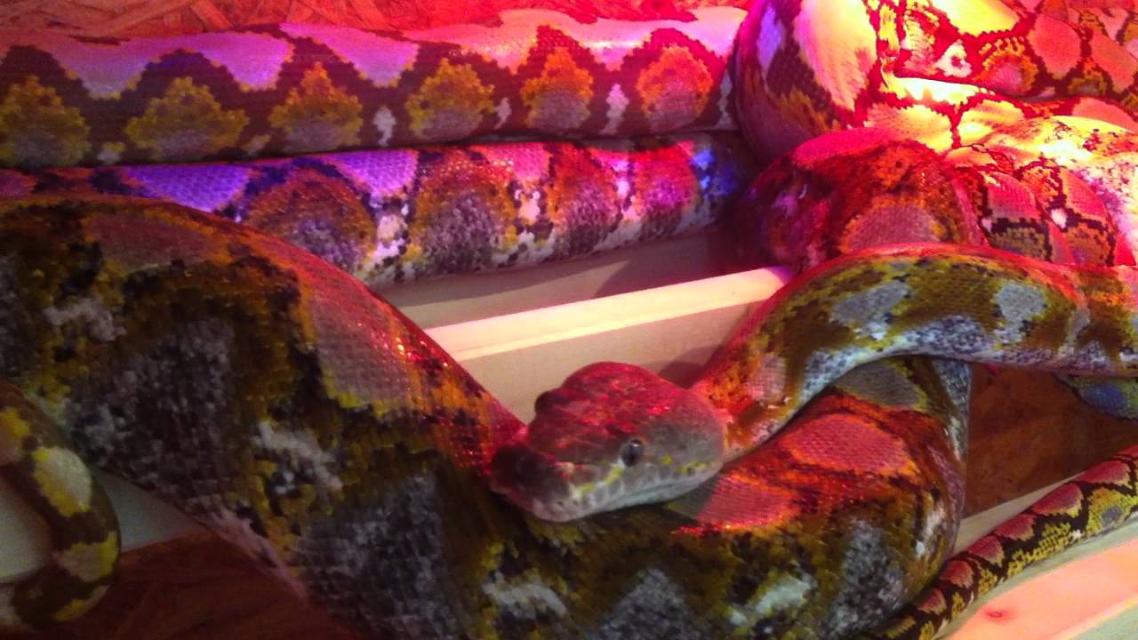 meine Python Reticulatus Broghammerus (Netzpythons)