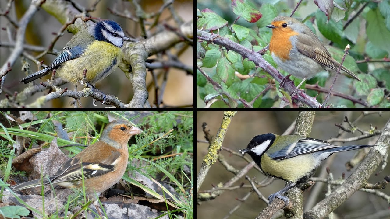 Big Garden Birdwatch 2026 | 30 Birds of UK Parks & Gardens | ID Guide