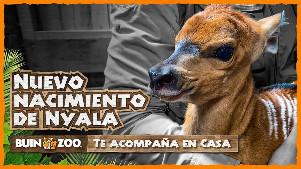 NUEVO NACIMIENTO DE NYALA - BUIN ZOO TE ACOMPAÑA EN CASA