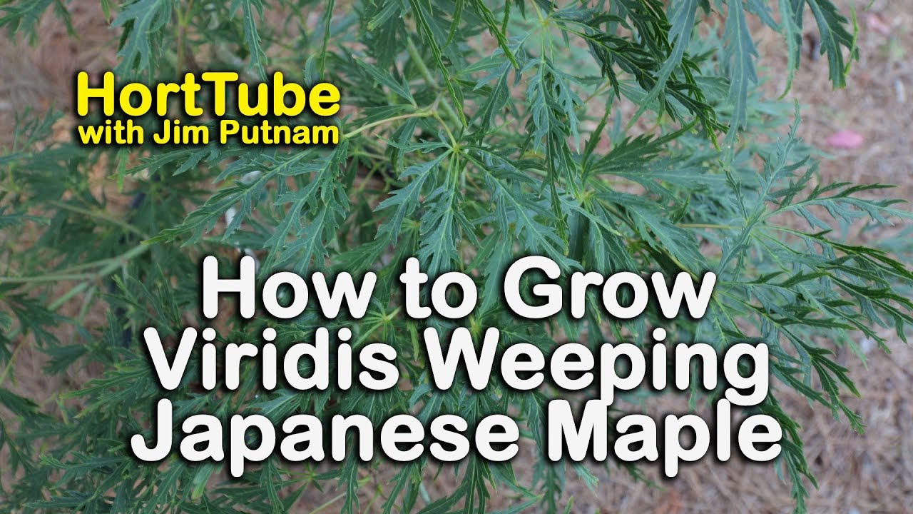 How to grow Viridis Japanese Maple - Green Weeping Japanese Maple