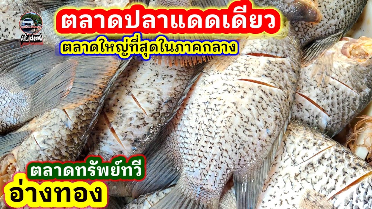 #ตลาดปลาเค็ม#ปลาแดดเดียว #ราคาถูก#ตลาดทรัพย์ทวี #อ่างทอง#แหล่งขายส่งใหญ่สุดในภาคกลาง #ลุงน้อยchannel