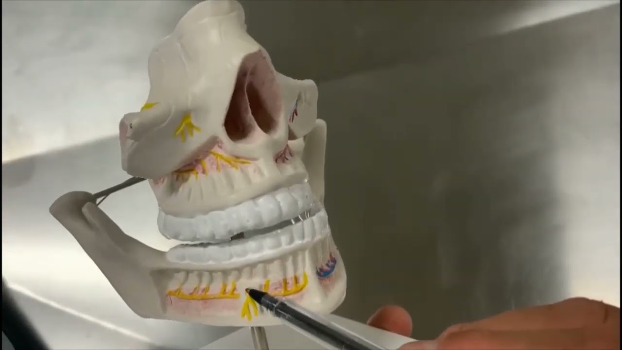 INERVAÇÃO DOS DENTES