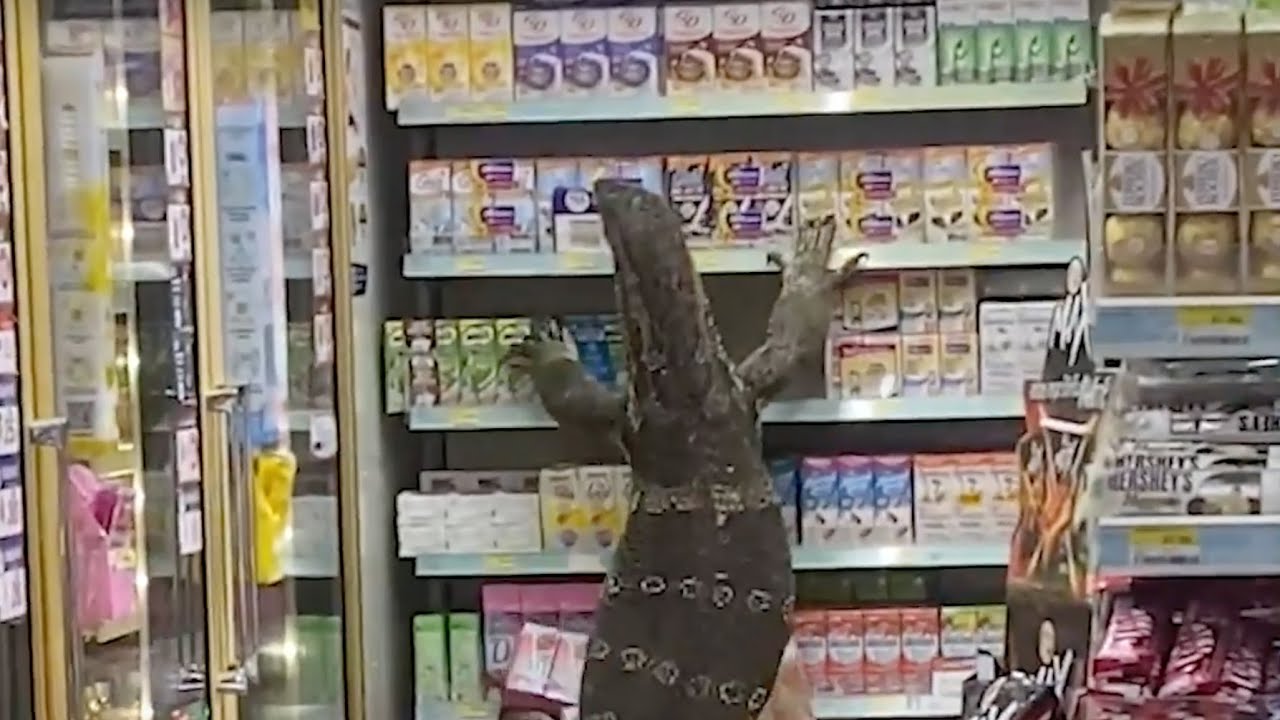 Alla vista del varano che si arrampica sullo scaffale, i clienti del supermercato iniziano a urlare!