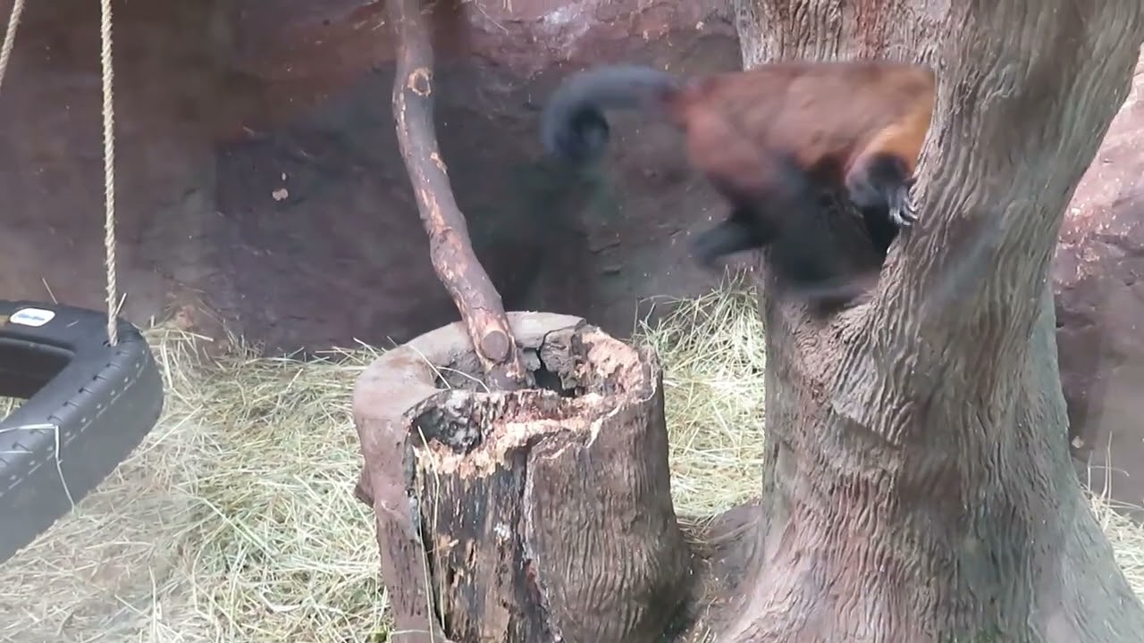 Washington Park Zoo Full Tour 2022