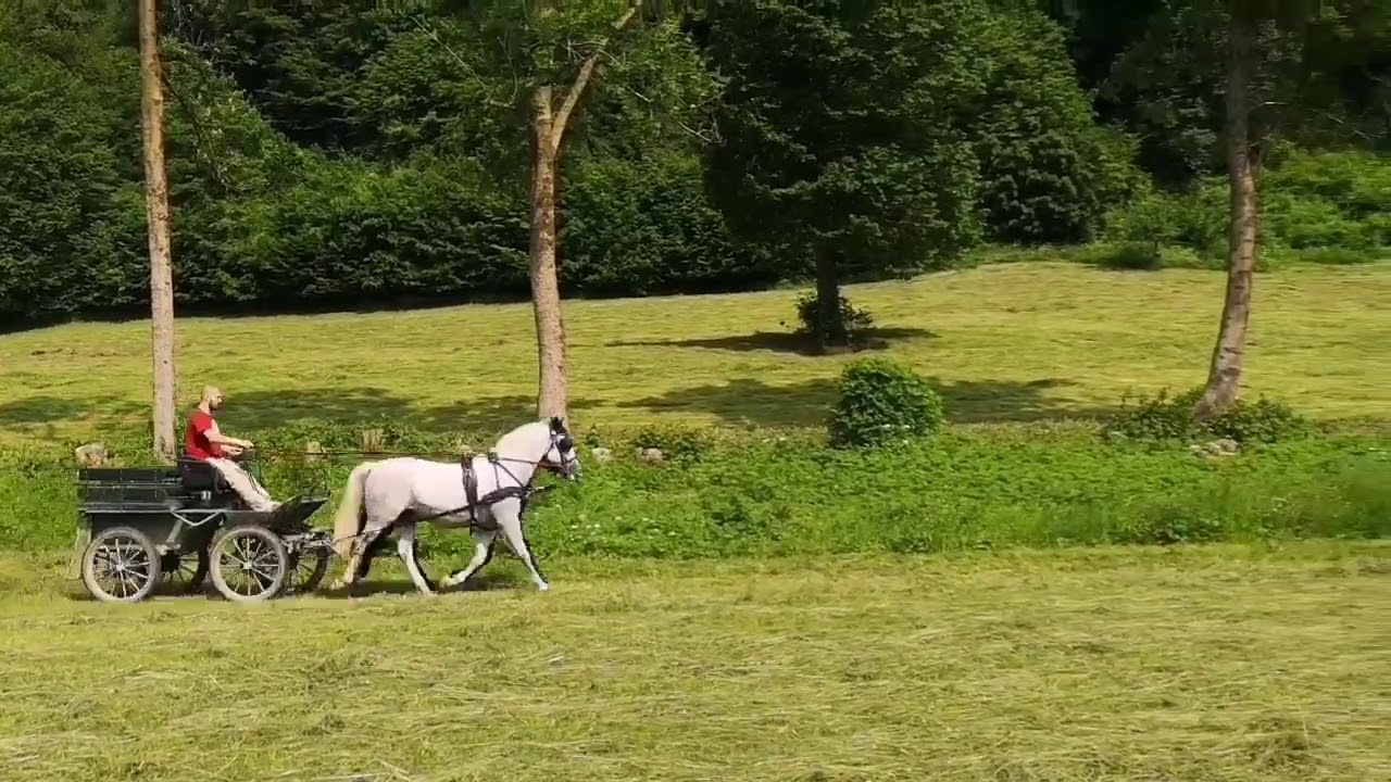 CONVERSANO GAETANA / ein Lipizzanerwallach mit Charme und Herz