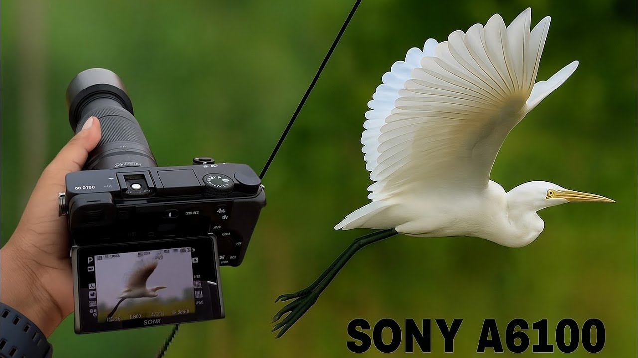 ``Is the Sony 55-210mm Lens Good for Nature & wildlife Photography? (A6400 & A6100 Review ) India 