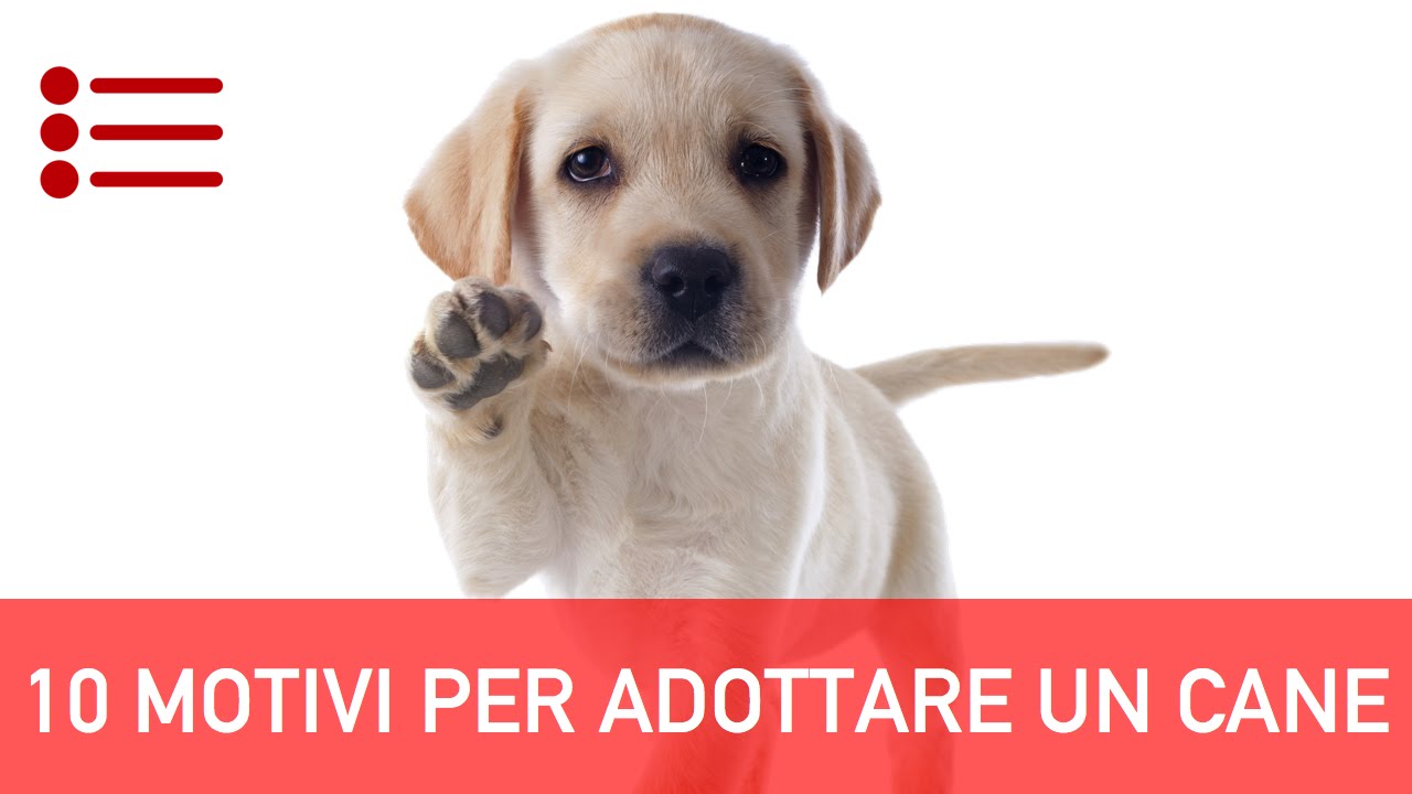 10 Motivi per Adottare un Cane