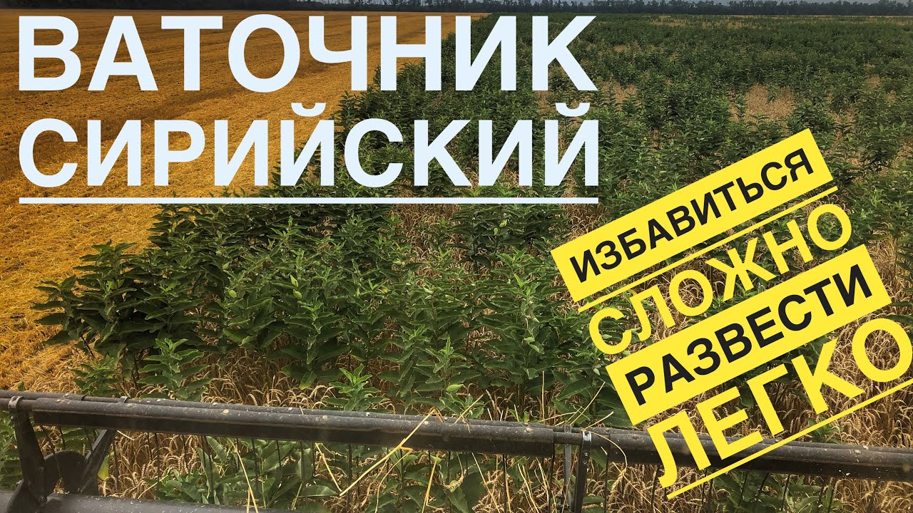 Сложный сорняк на поле, ваточник СИРИЙСКИЙ