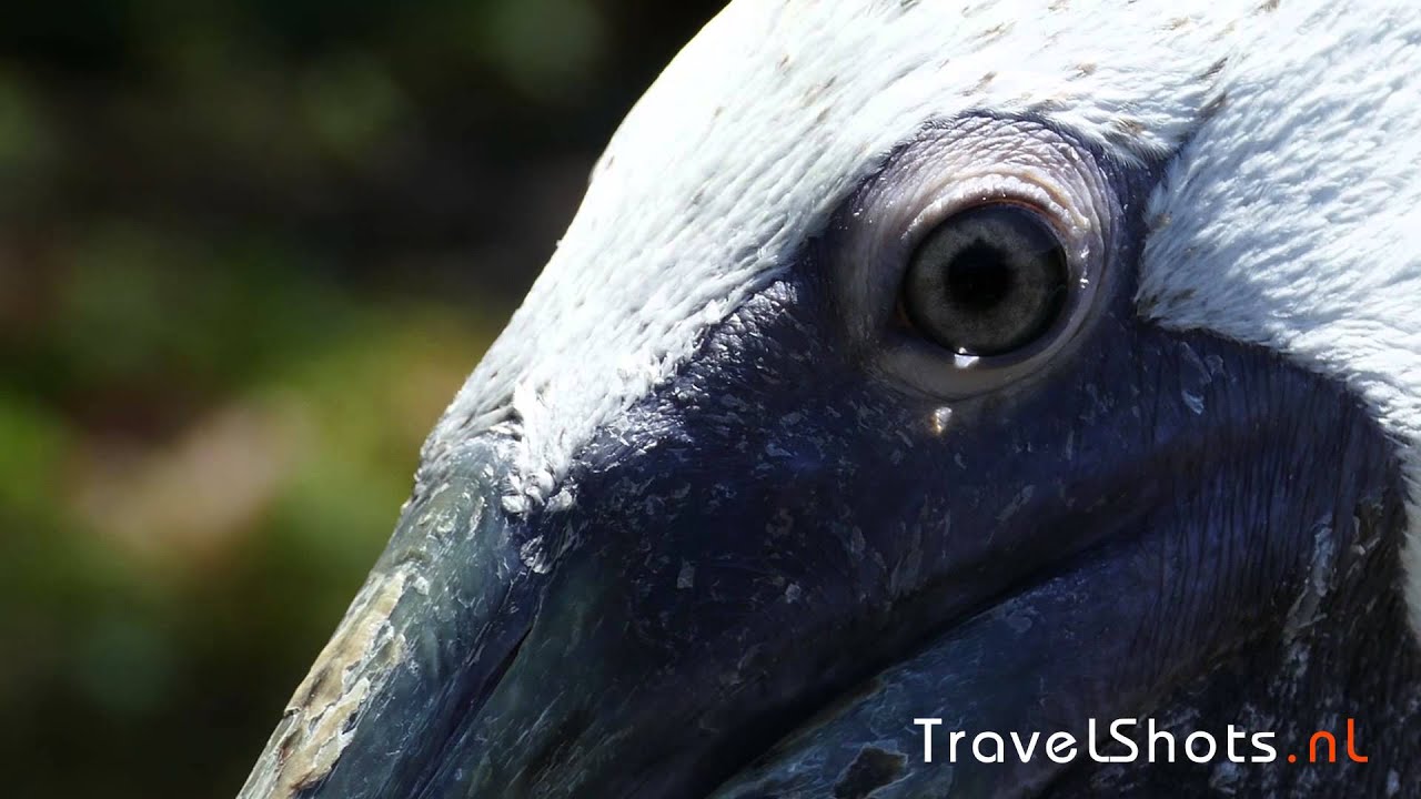 Extreme close-up Pelican's beak and eyes | Panasonic Lumix Fz1000