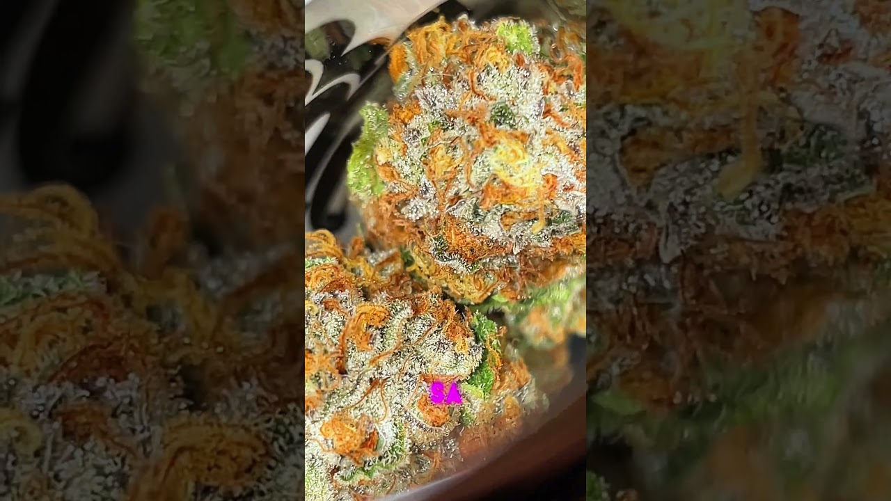 Chocolope HG