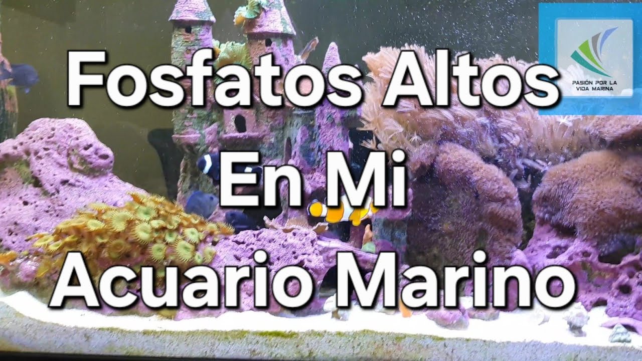 Fosfatos altos en mi acuario marino