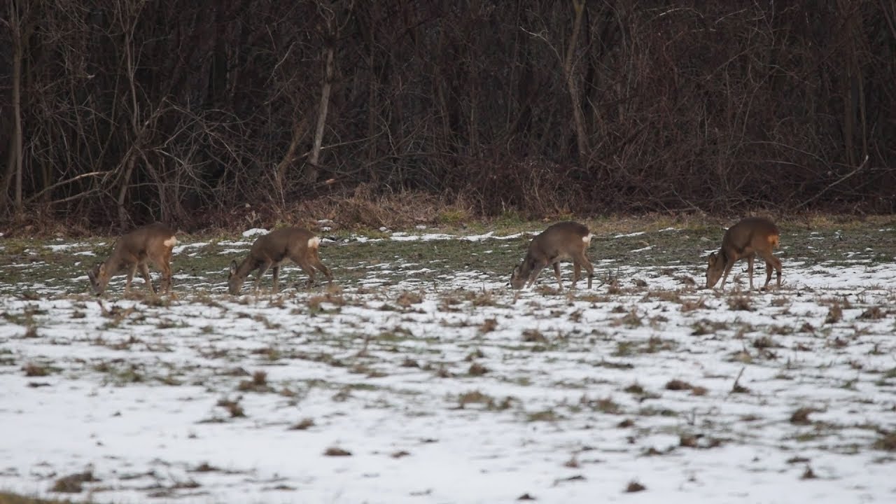 Deer near Weingraben