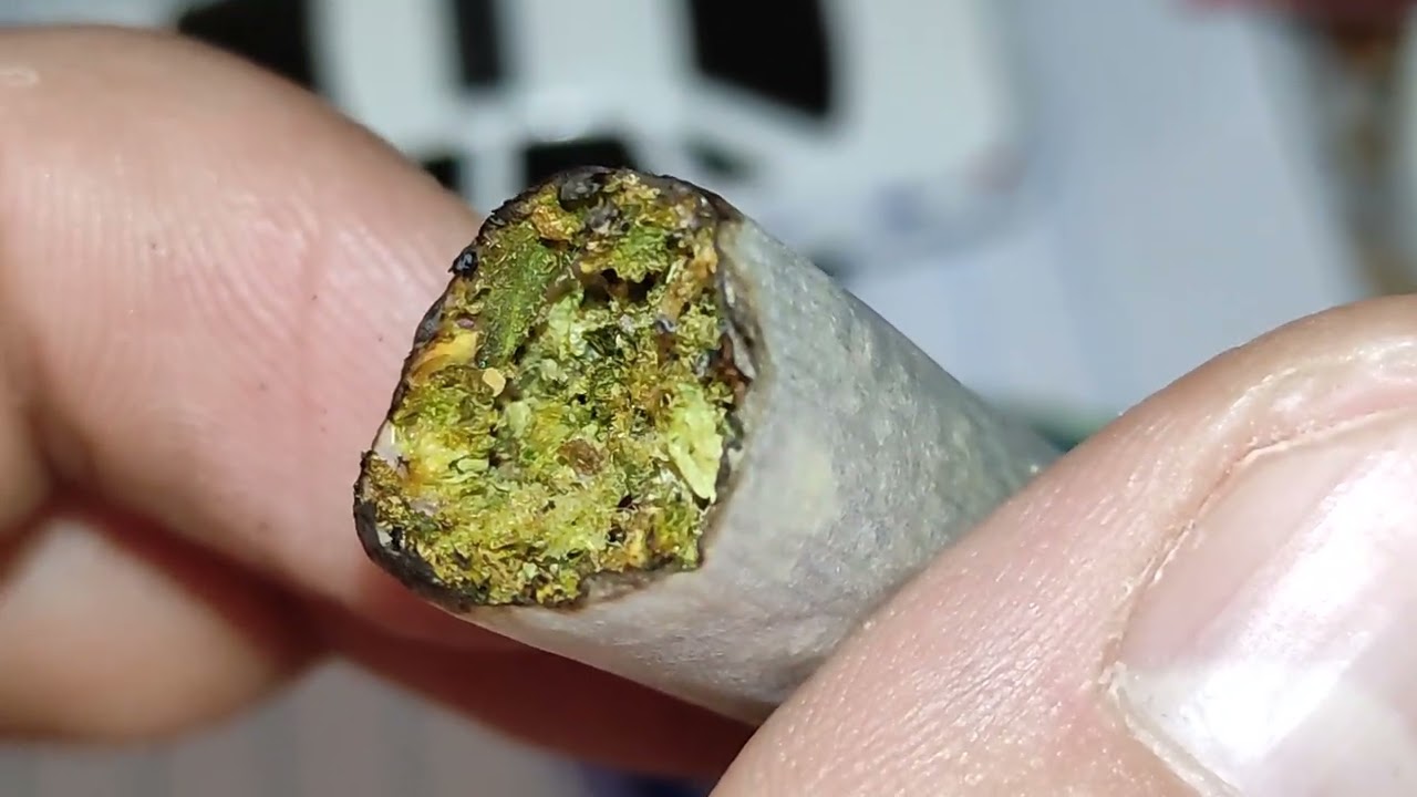Purple Dino x Rainbow Sherbert x Ripper Haze
