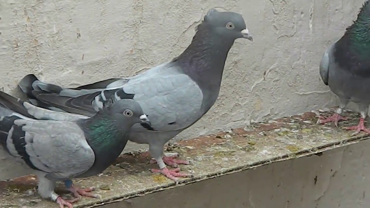 Serbian Highflyer Pigeon - PLLUMAT LART FLUTURUES 2019