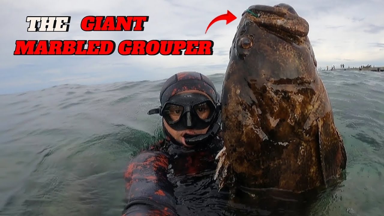 NAILED IT || SPEARFISHING PHILIPPINES ||MARBLED GROUPER || BANTON ROMBLON!  || MEL SPEARFISHING TV!